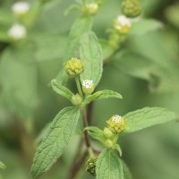 Blainvillea acmella (L.) Philipson